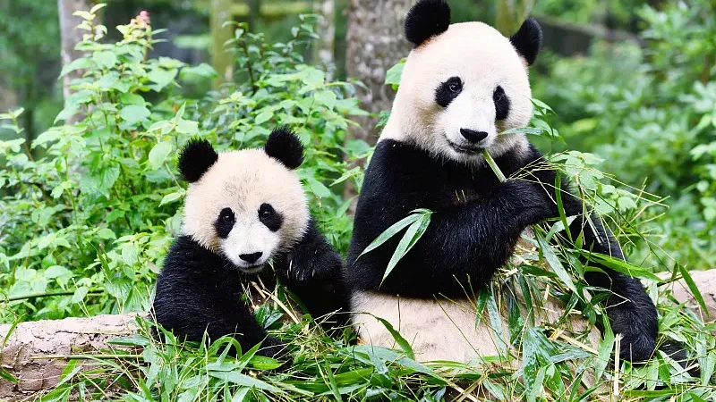 Cover image for "Under the Southern Cross: How Adelaide Zoo Handles Reversed Panda Seasons"