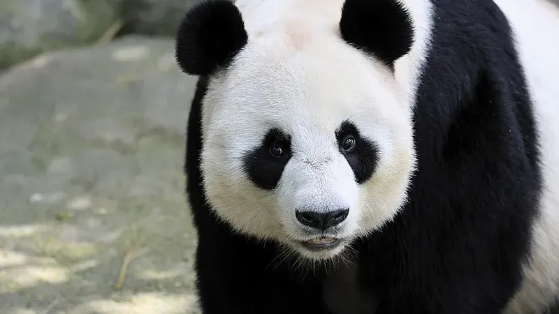 Cover image for "The Bamboo Switch: How Giant Pandas Evolved From Carnivores to Plant-Eaters"