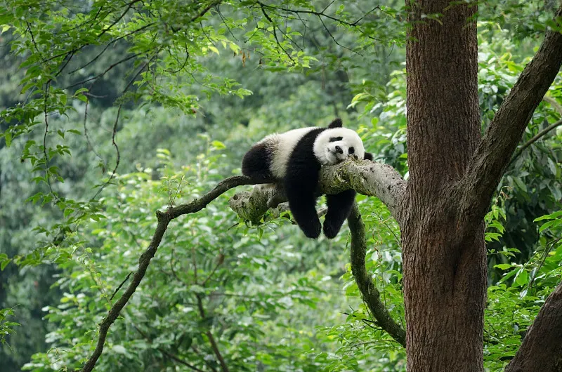 Cover image for When Bamboo Flowers: The 1980s Crisis That Nearly Starved Wild Pandas