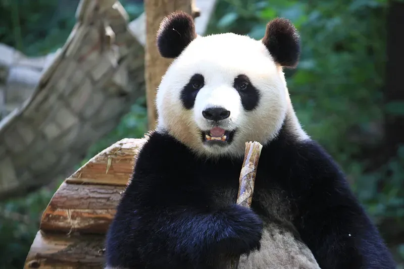 Cover image for ZooParc de Beauval and Yuan Meng: France's Intimate Panda Love Affair