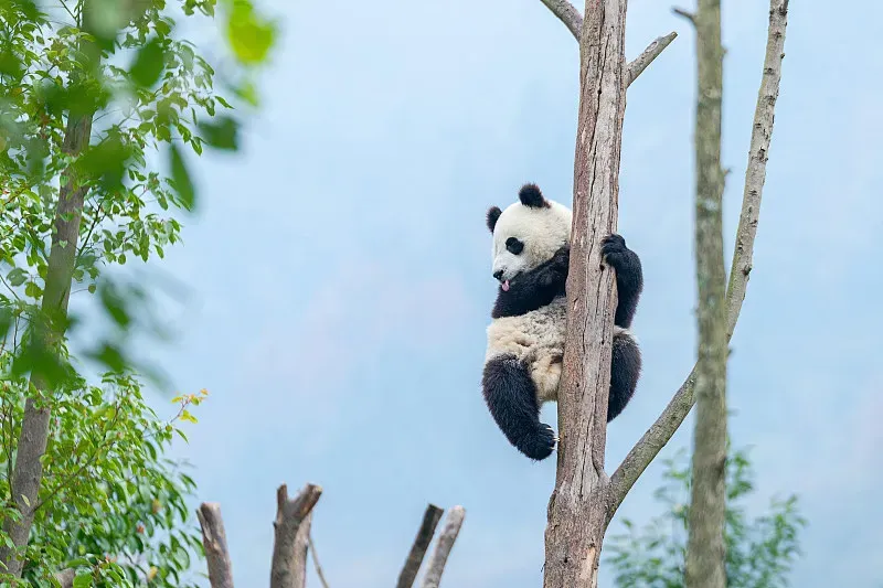 Cover image for Chengdu's Fan Economy: How One Panda Fuels an Entire City's Tourism