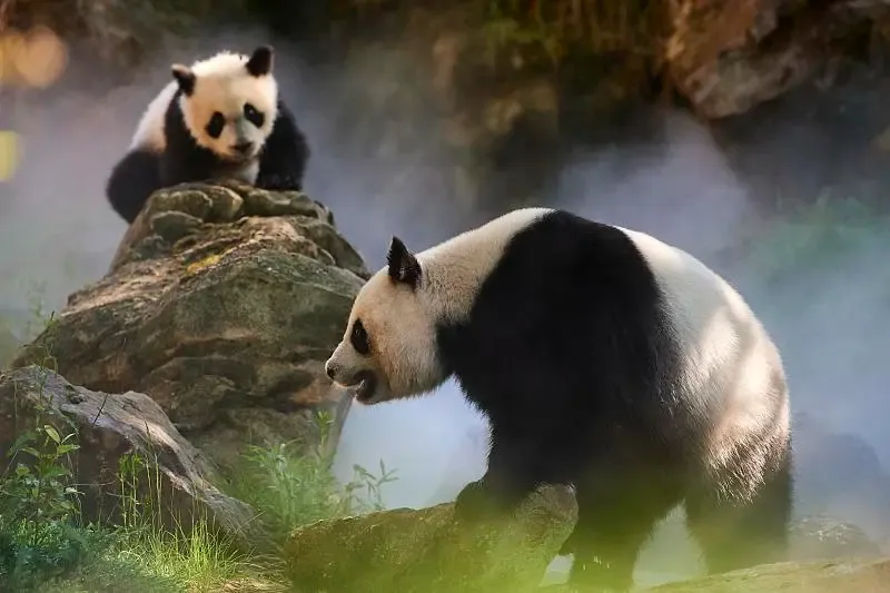 Cover image for China's Wildlife Protection Law: The Legal Shield for Giant Pandas
