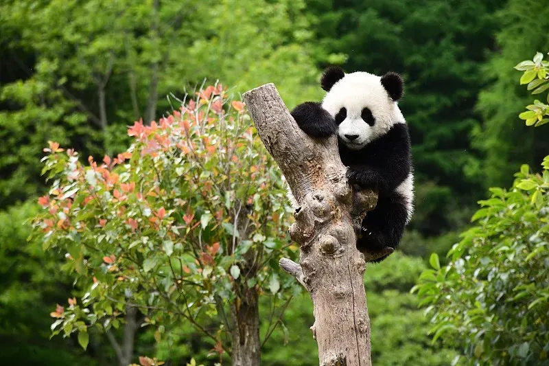 Cover image for The 72-Hour Window: Panda Estrus, Delayed Implantation, and the Science of Making Cubs