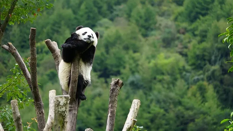 Cover image for "Edinburgh's Farewell: Tian Tian and Yang Guang's 12-Year UK Journey"