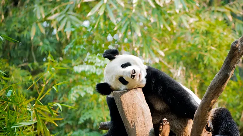 Cover image for "China's Giant Panda National Park: The Six Mountain Range Habitats"