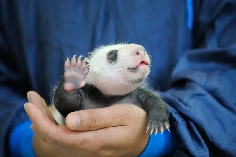 Cover image for The International Studbook: How Big Data Prevents Panda Inbreeding