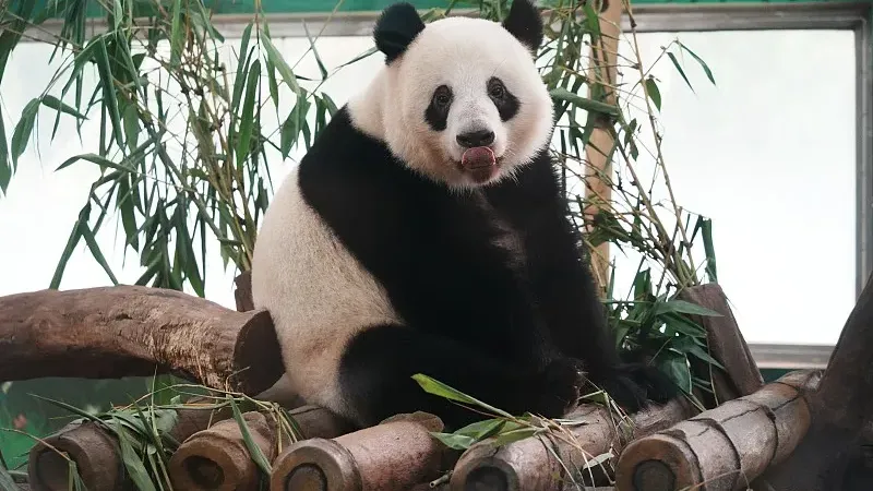 Cover image for "Do German Pandas Eat Sausages? Global Panda Snack Guide"