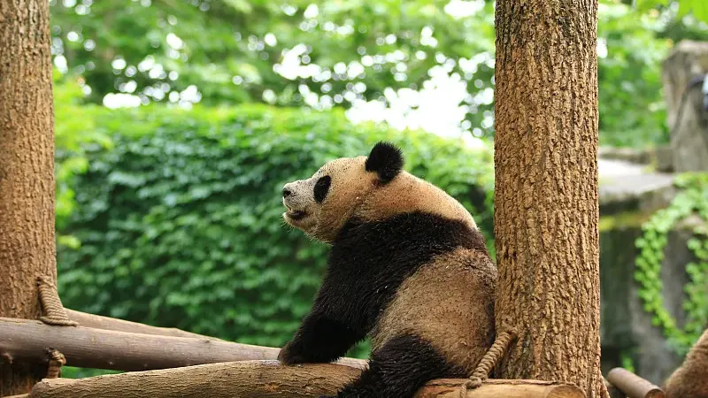 Cover image for "International Vet Cooperation: Solving Overseas Panda Health Crises"