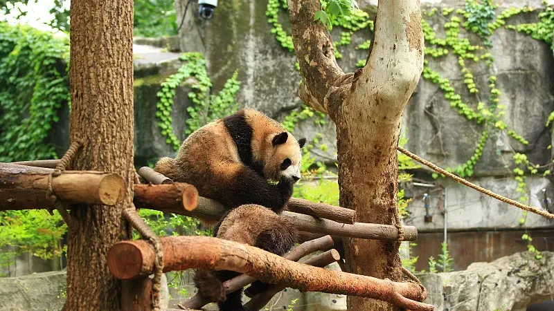 Cover image for "5 Simple Ways Kids Can Help Save Giant Pandas"
