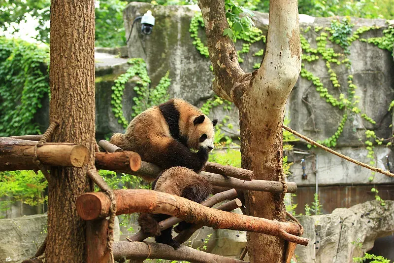 Cover image for 5 Simple Ways Kids Can Help Save Giant Pandas