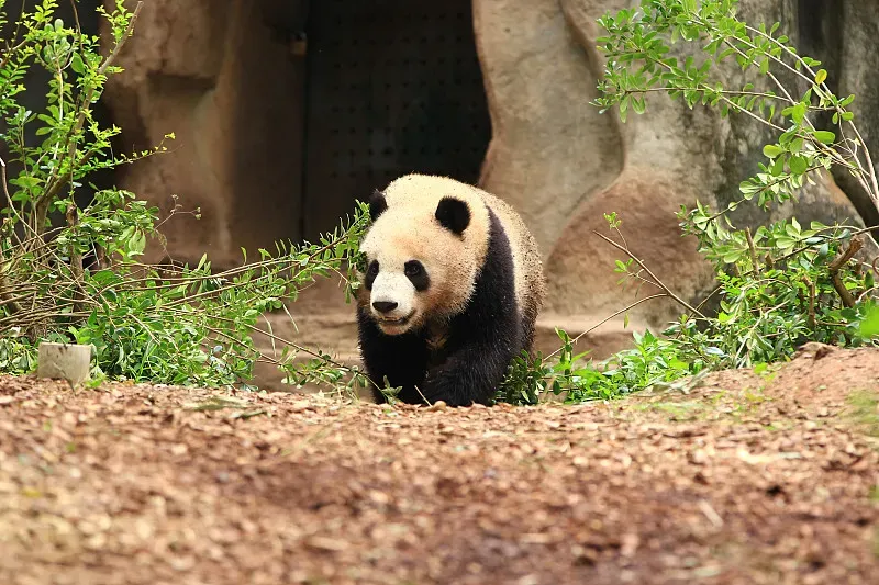 Cover image for Why Pandas Became the World's Favorite Animal Character