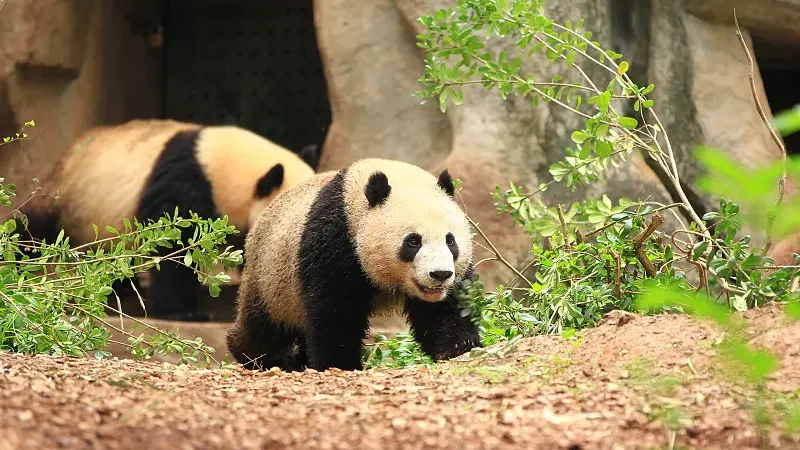 Cover image for "Malaysia's Panda Daughters: The Story of Nuan Nuan, Yi Yi and Sheng Yi"