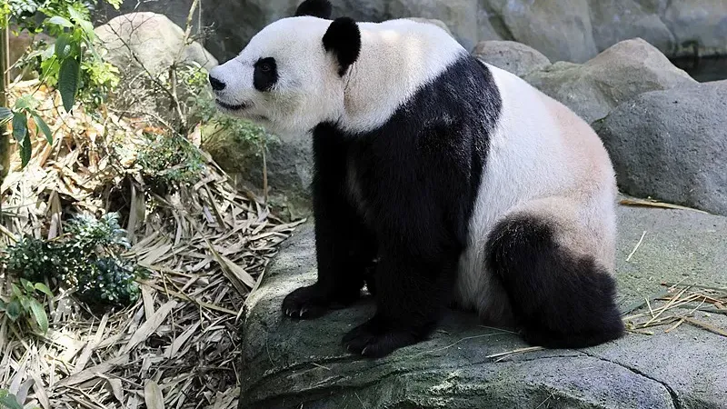 Cover image for "Meet the Giant Panda: The World's Most Beloved Bear"