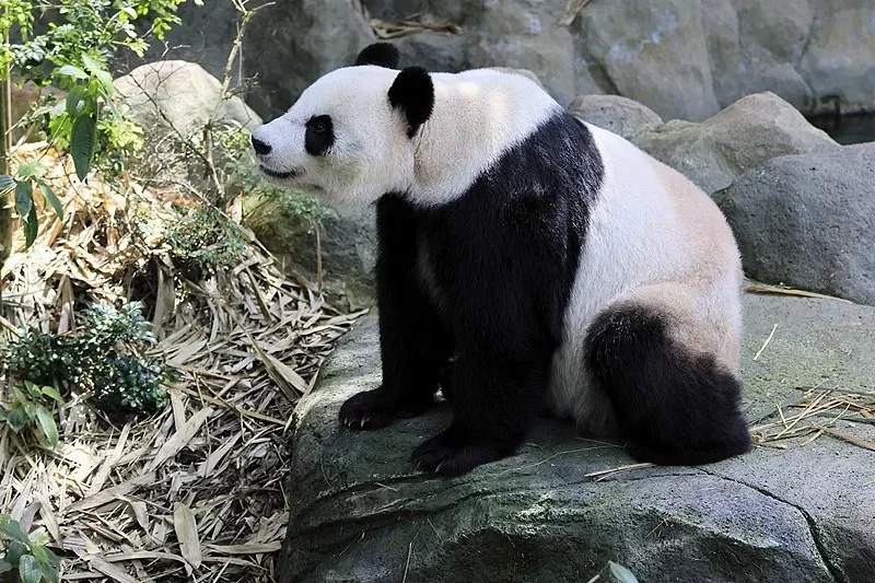 Cover image for Meet the Giant Panda: The World's Most Beloved Bear