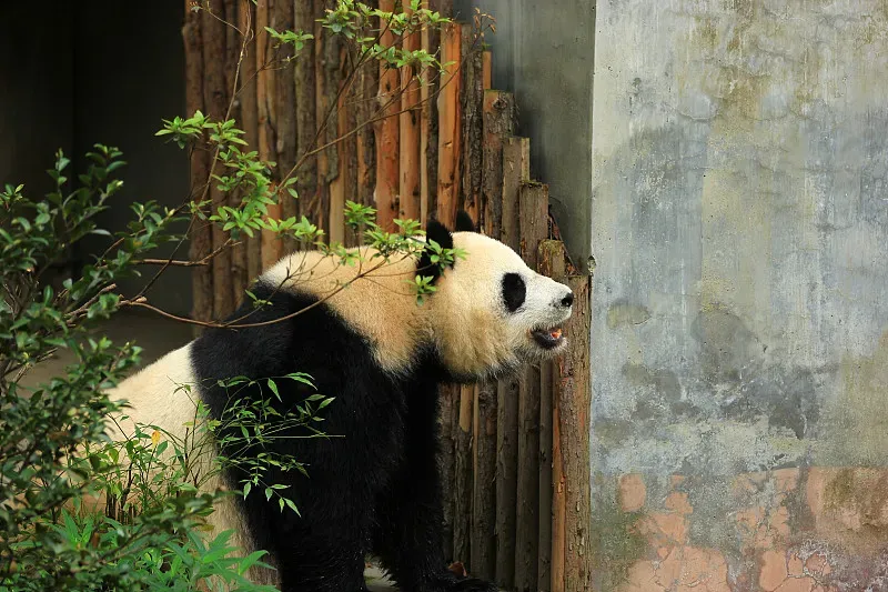 Cover image for Digital Panda Adventures: VR, AI, and Exploring Pandas Through Technology