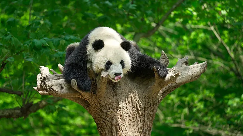 Cover image for The Great Return: Why Overseas-Born Pandas Must Come Home