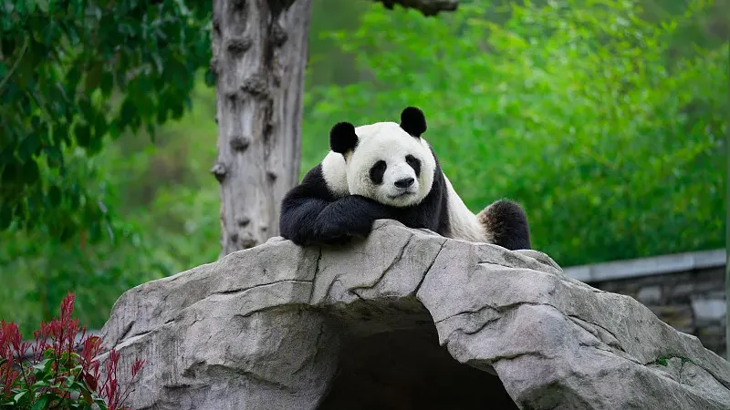 Cover image for "Pan Pan's Dynasty: The Hero Father Behind 25% of All Captive Pandas"