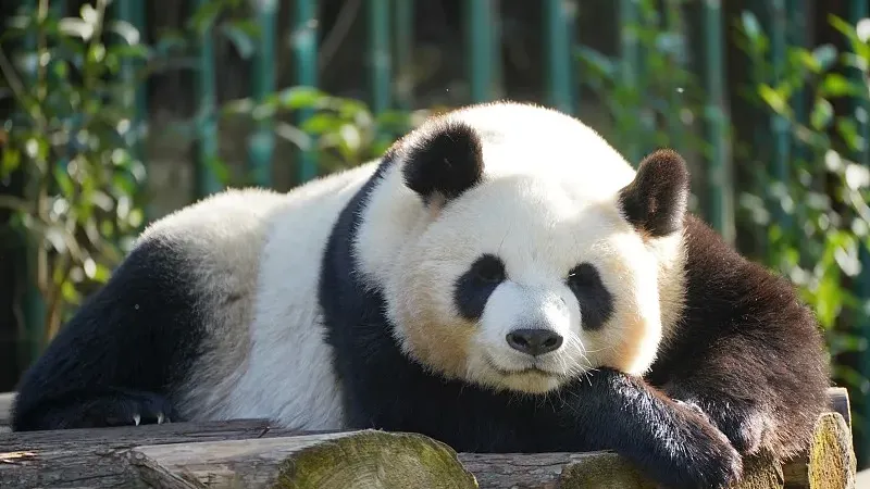 Cover image for "Pandas in Art: From Ancient Ink to Modern Street Murals"