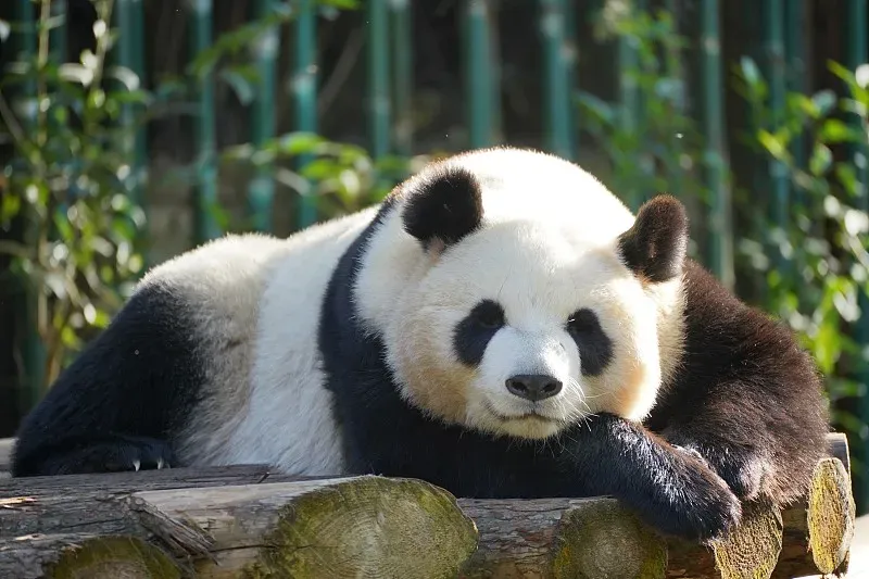 Cover image for Pandas in Art: From Ancient Ink to Modern Street Murals