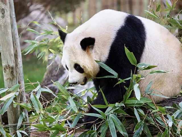 Cover image for Why Pandas Need Bamboo Corridors: The Genetic Case