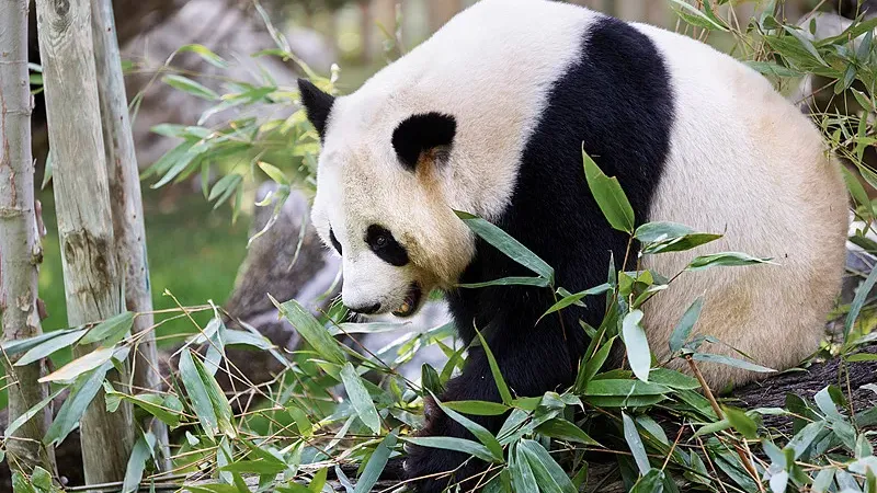 Cover image for "Why Pandas Need Bamboo Corridors: The Genetic Case"