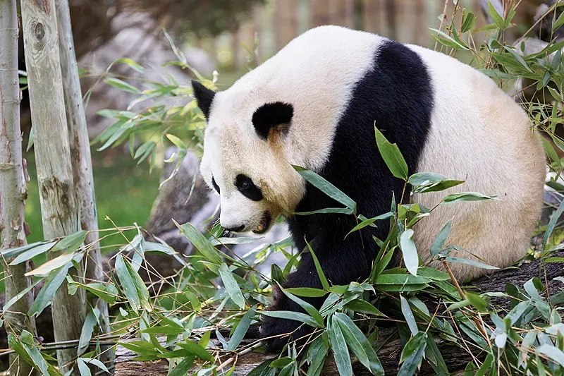 Cover image for Why Pandas Need Bamboo Corridors: The Genetic Case