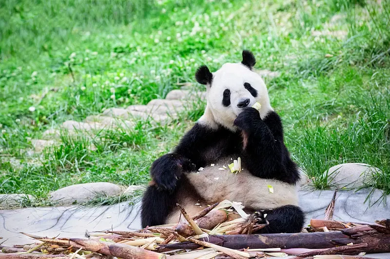 Cover image for How We Know There Are 1,864 Wild Pandas: The Four National Surveys That Counted Every One
