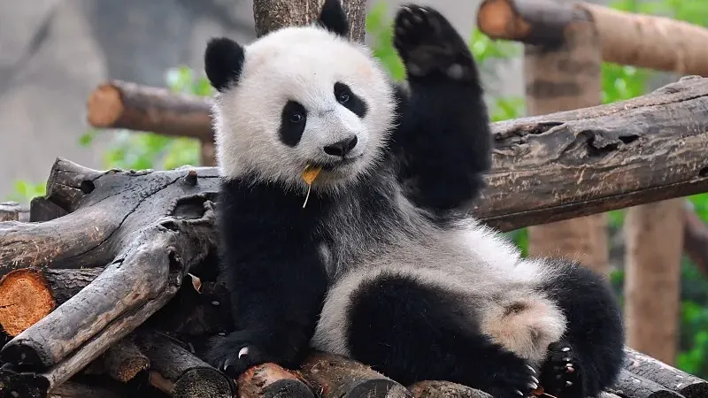 Cover image for "Panda Cakes and Wowotou: The Secret Recipe of a Panda's Diet"
