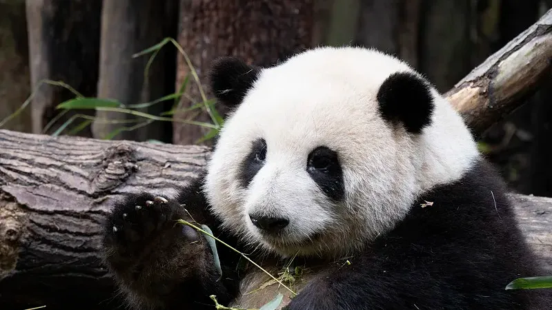 Cover image for "Panda Superpowers: Climbing Trees and Swimming Skills"