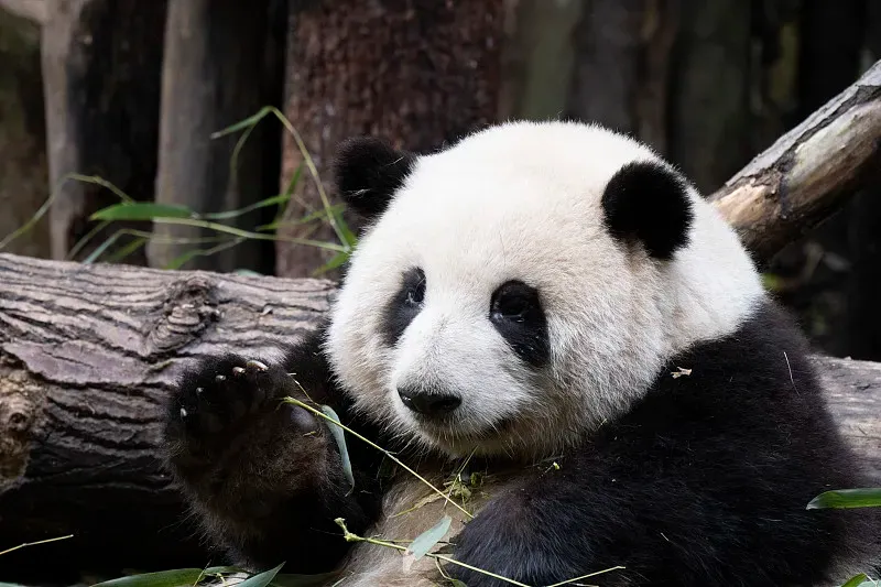 Cover image for Panda Superpowers: Climbing Trees and Swimming Skills