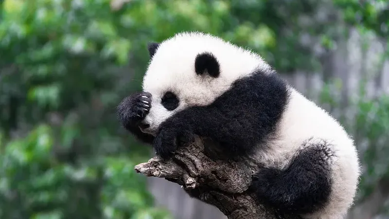 Cover image for "Panda Collectibles Guide: From 1930s Souvenirs to Modern Art Toys"