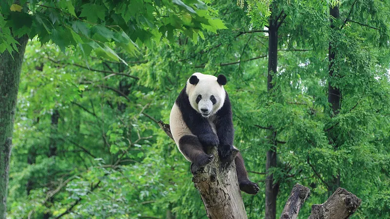 Cover image for "Panda Conservation Funds: How Your Donation Becomes a Bamboo Forest"