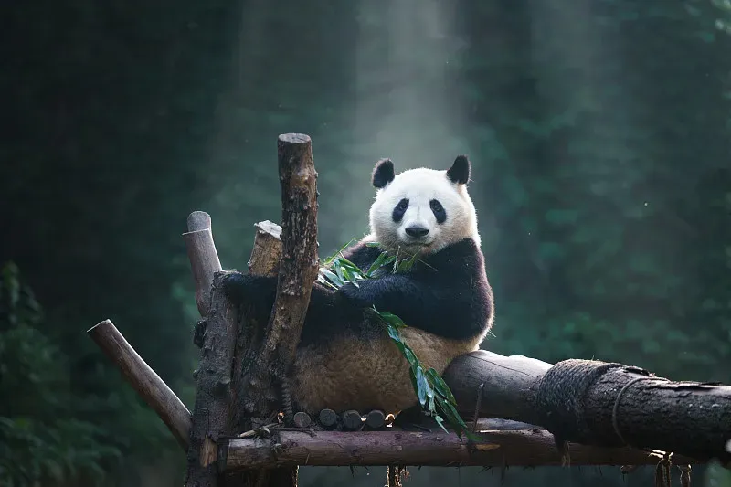 Cover image for The Bamboo Grinder: Panda Dental Health and Worn Teeth