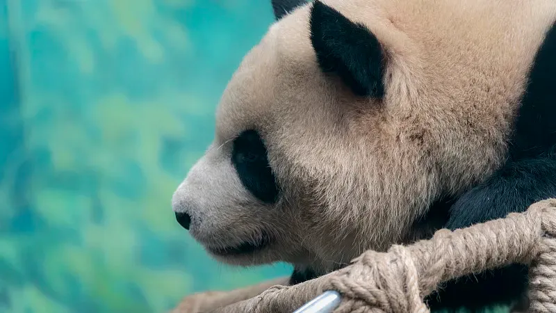 Cover image for "How Pandas Became Bamboo Eaters: Stable Isotopes Rewrite the Diet Evolution Story"