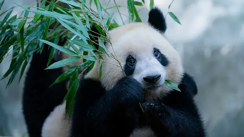 Cover image for "The Giant Panda's Digestive System: Anatomy of a Carnivore Eating Plants"