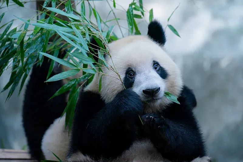 Cover image for The Giant Panda's Digestive System: Anatomy of a Carnivore Eating Plants