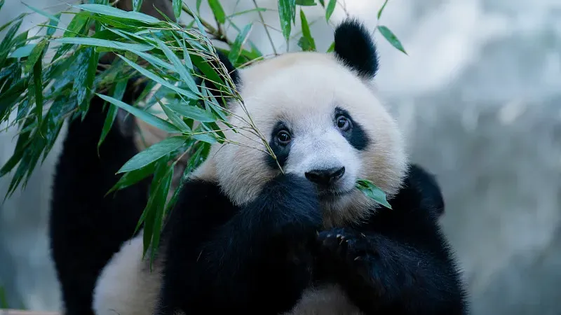 Cover image for "80 Years of Panda Diplomacy: From Wartime Gifts to Global Research Loans"