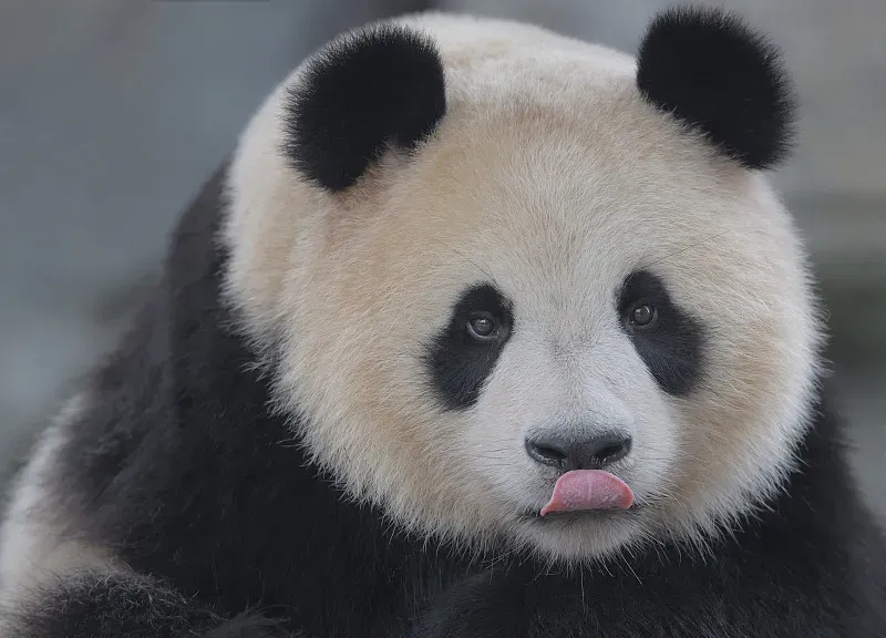 Cover image for Common Panda Diseases: From Gut Blockages to Parasite Prevention