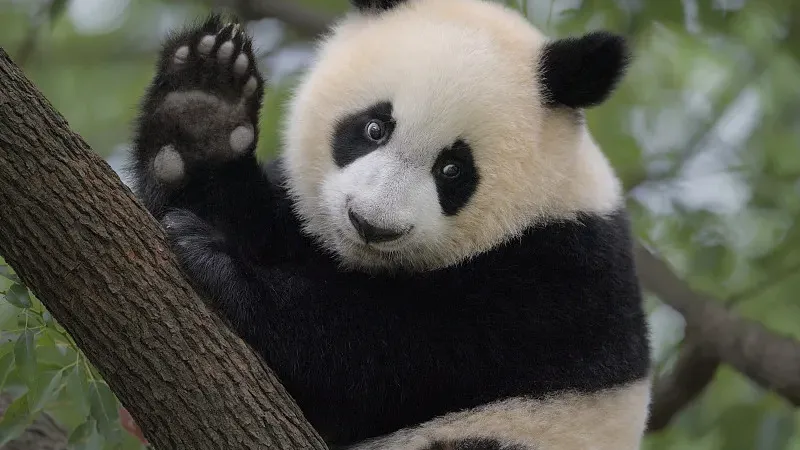 Cover image for "Draw a Panda Family Tree: Understanding Pedigrees for Kids"