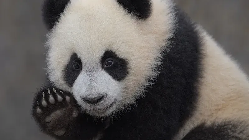 Cover image for "Panda Myths Across the Mountains of China: The Lost Folklore of the Bamboo Bear"