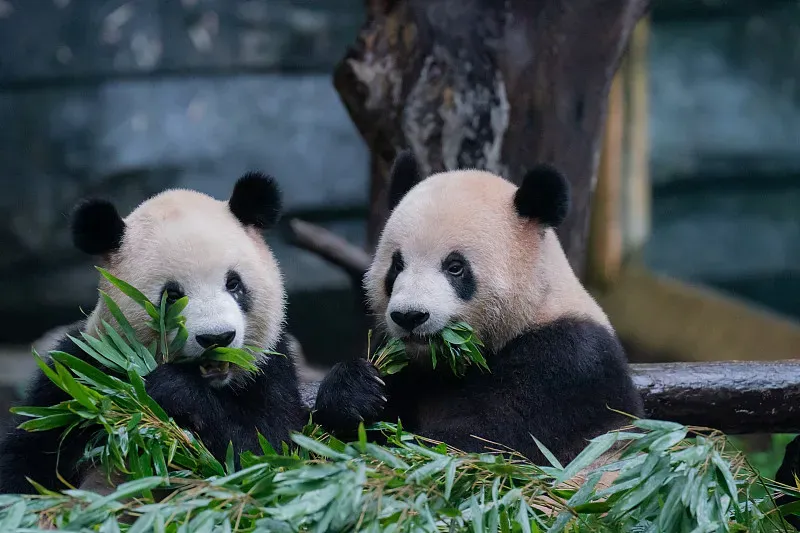 Cover image for Do Pandas Understand French and German? Animal Language Secrets