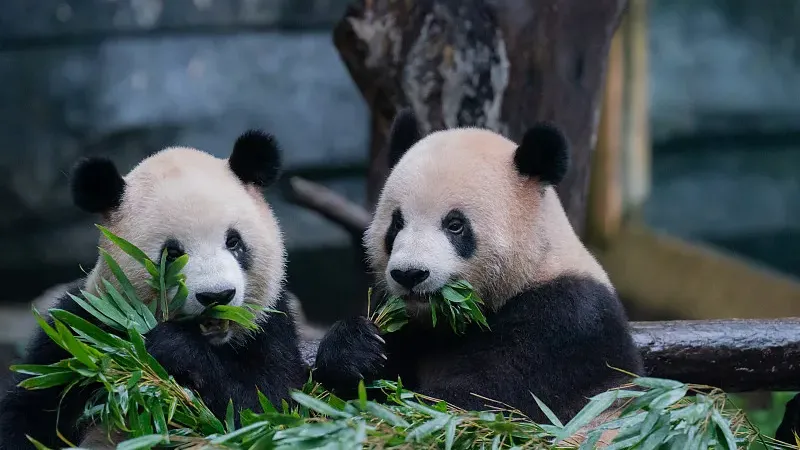 Cover image for "Do Pandas Understand French and German? Animal Language Secrets"