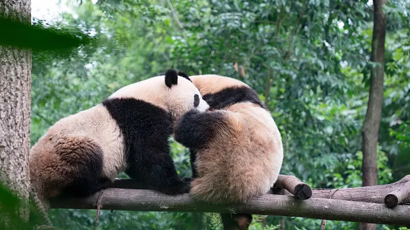 Cover image for "The Forest Guardians: 30 Years Walking Alone Through Panda Country"