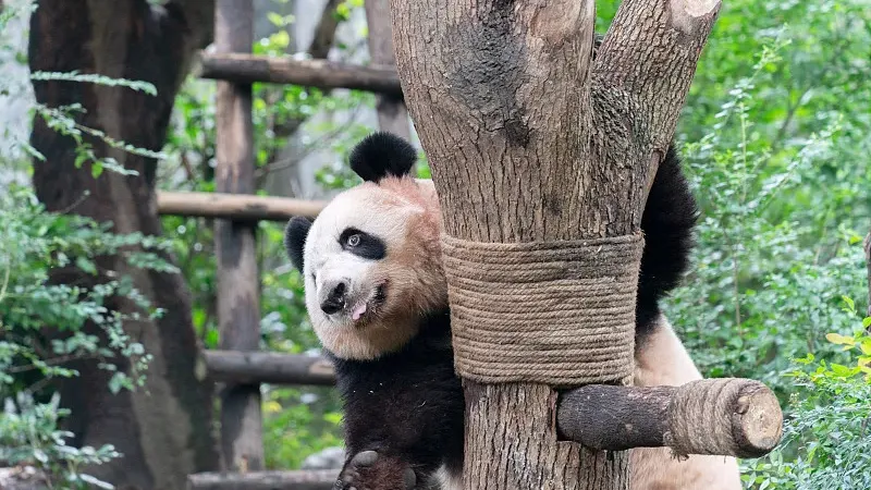 Cover image for "The Giant Panda Genome Project: How DNA Sequencing Transformed Conservation"