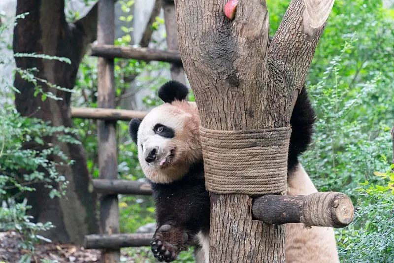 Cover image for The Giant Panda Genome Project: How DNA Sequencing Transformed Conservation