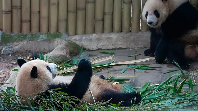 Cover image for "Panda Habitat Corridors: Conservation Success and What the Data Shows"