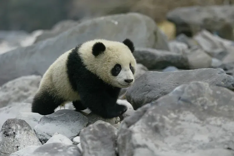 Cover image for Shattered Homes: Why Wildlife Corridors Are Vital for Wild Pandas