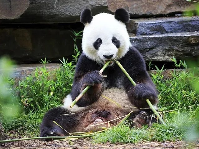 Cover image for Panda Conservation Success Stories: How China Saved the Giant Panda