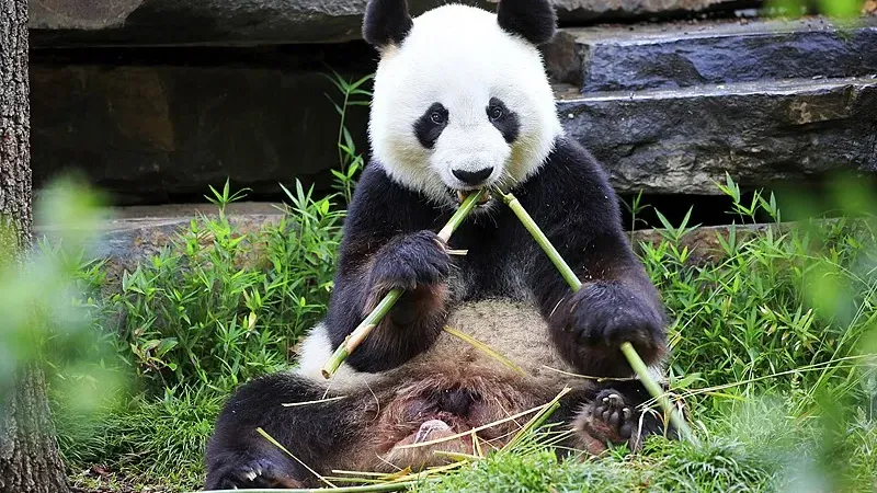Cover image for "Panda Conservation Success Stories: How China Saved the Giant Panda"