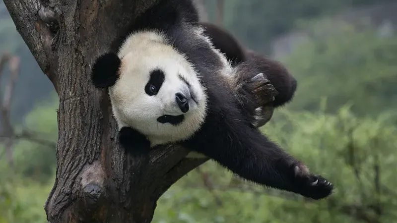 Cover image for "The Fu Bao Effect: Why Watching Pandas Heals Modern Anxiety"